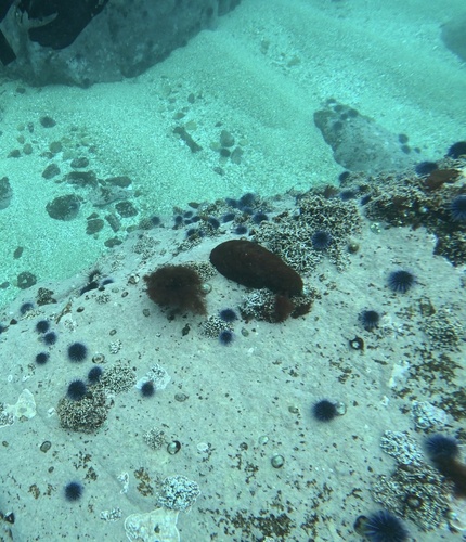 Cryptochiton stelleri
