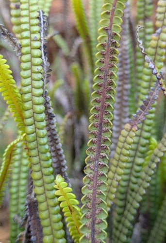Stromatopteris moniliformis observed 2026-05-04