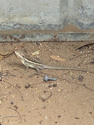 Long-nosed Dragon
