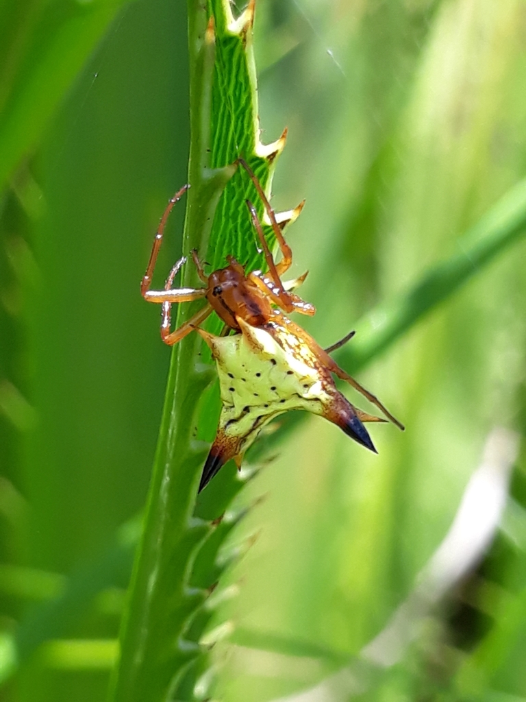 Micrathena furcata