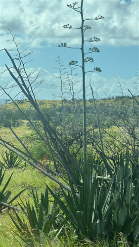 Agave sisalana observed 2026-05-11