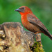 Red-throated Ant-Tanager - Photo (c) Heather Pickard, some rights reserved (CC BY-NC), uploaded by Heather Pickard