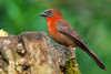 Red-throated Ant-Tanager - Photo (c) Heather Pickard, some rights reserved (CC BY-NC), uploaded by Heather Pickard
