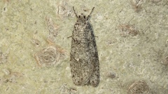 Semioscopis inornata