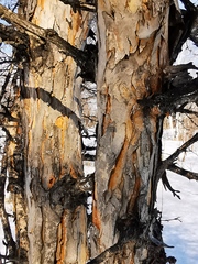 Crataegus chlorosarca