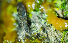 Sylvicola fenestralis
