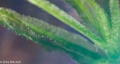 Atrichum altecristatum