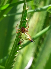 Micrathena furcata