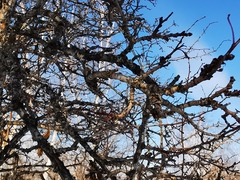 Crataegus chlorosarca