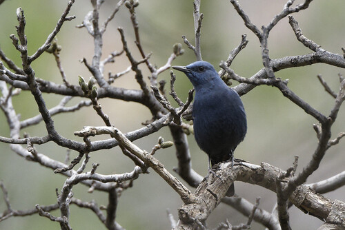 Blue Rock-Thrush