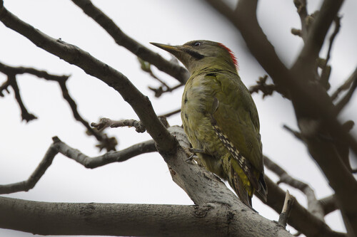 Levaillant's Woodpecker