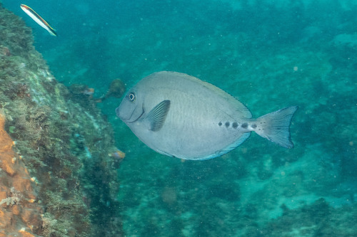 Prionurus microlepidotus