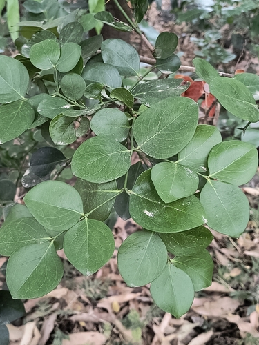 Bengal currant
