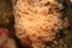 Strawberry Anemone