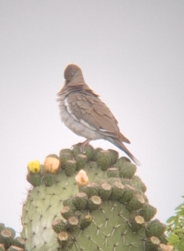 Paloma Alas Blancas observed by paco_perez