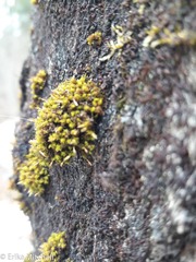Ulota crispula