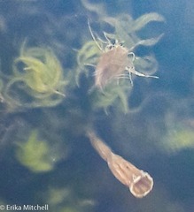 Ulota crispula
