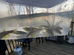 Chrosomus erythrogaster