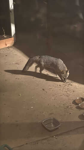 Gray Fox observed by pugachev23