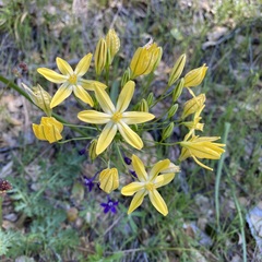 Triteleia ixioides scabra