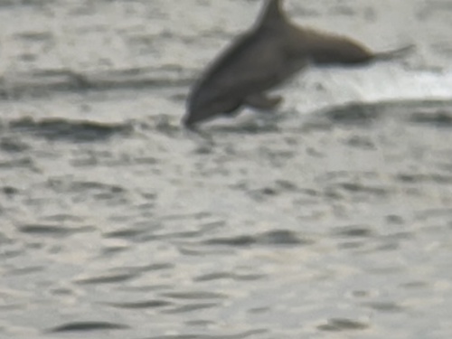 Tursiops truncatus
