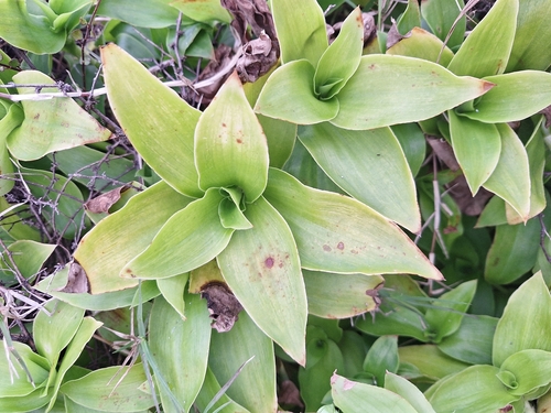 Succulent spiderwort (Tradescantia crassula)