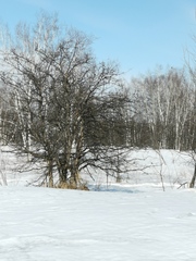 Crataegus chlorosarca