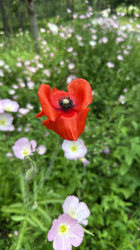 common poppy