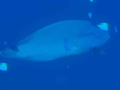 Cheilinus undulatus