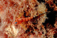 Notoclinops segmentatus