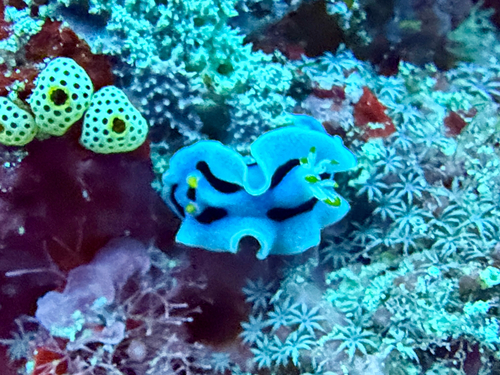 Chromodoris alcalai