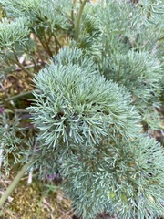 Lomatium columbianum