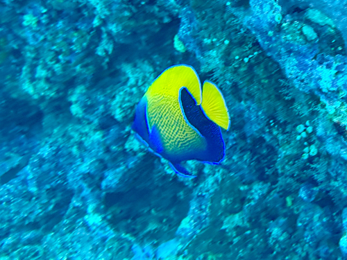Pomacanthus navarchus