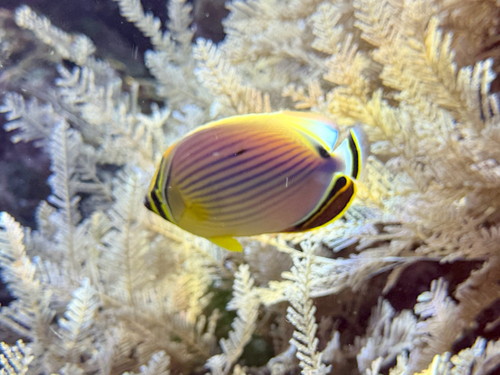 Chaetodon lunulatus