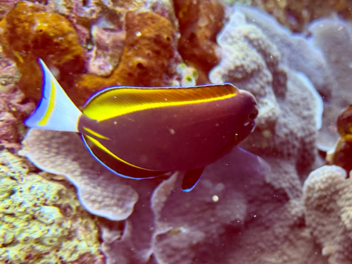 Acanthurus nigricans