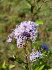 Chromolaena laevigata