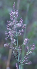 Arctagrostis latifolia