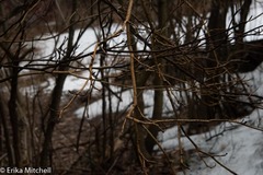 Aurantioporthe corni