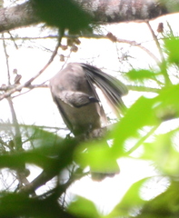 Philemon buceroides yorki
