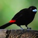 Scarlet-rumped Tanager - Photo (c) Heather Pickard, some rights reserved (CC BY-NC), uploaded by Heather Pickard