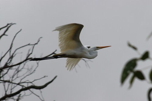 Great Egret observed by amberro27