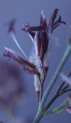 Arctagrostis latifolia