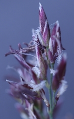 Arctagrostis latifolia