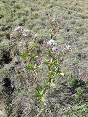 Chromolaena laevigata