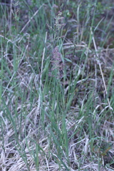 Arctagrostis latifolia