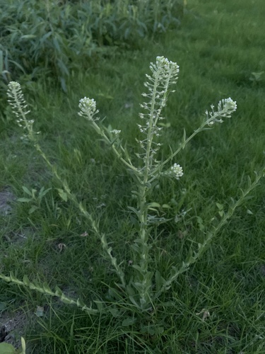 Lepidium campestre iNat (3)