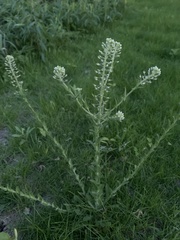 Field Pepperweed (Lepidium campestre)