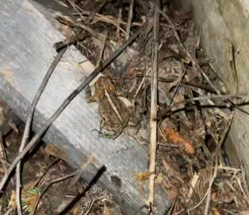 Boreal Toad