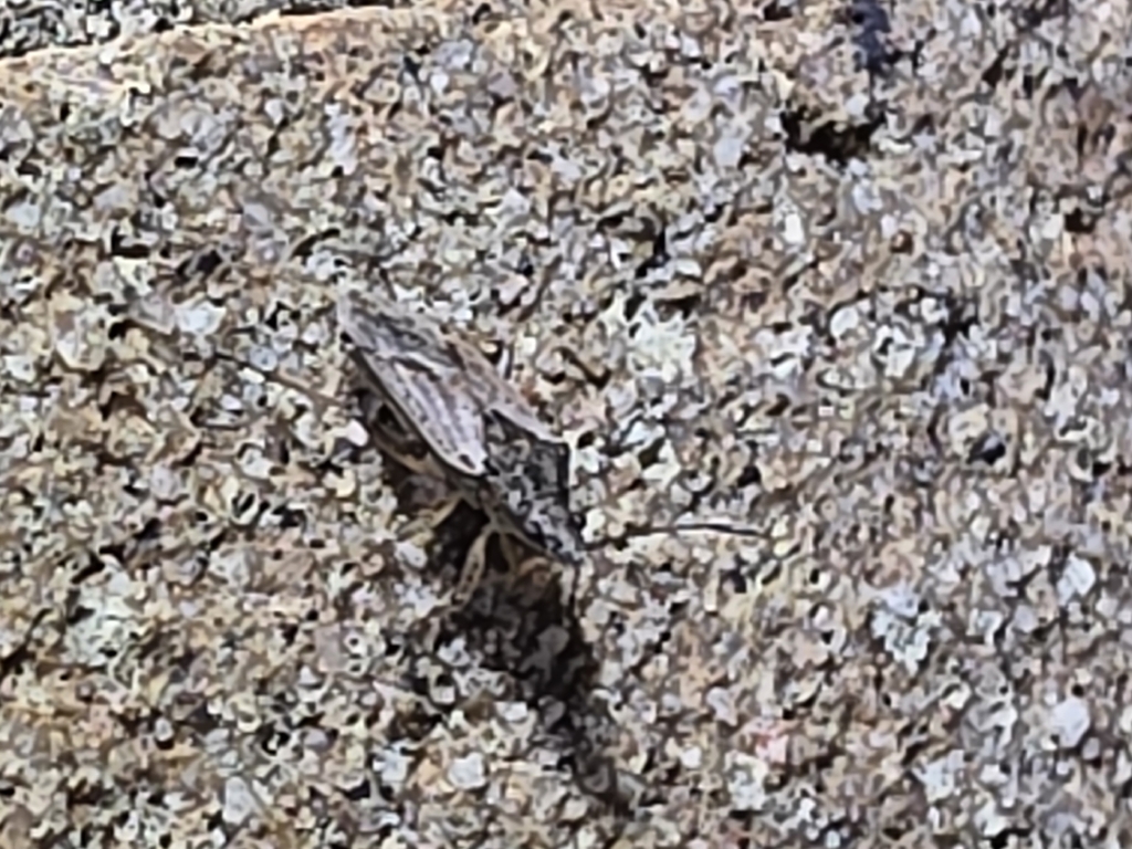 Texas Seed Insect Seed Bugs and Allies from Denton, TX 76205, USA on May 12, 2026 at 12: ...