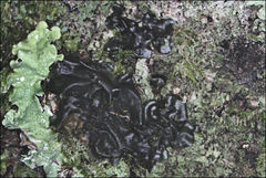 Collema subflaccidum